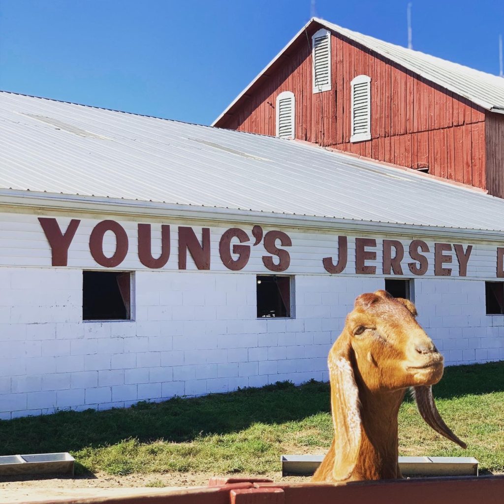 Youngs Dairy